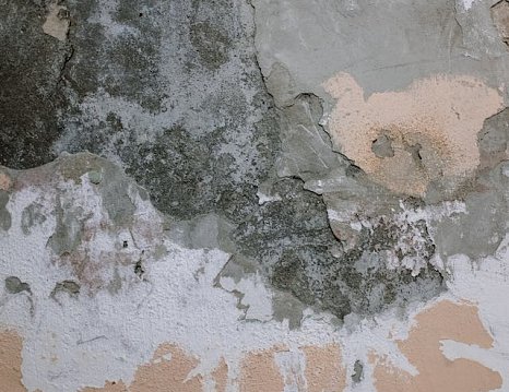 Managing Mold and Damp in Business Premises